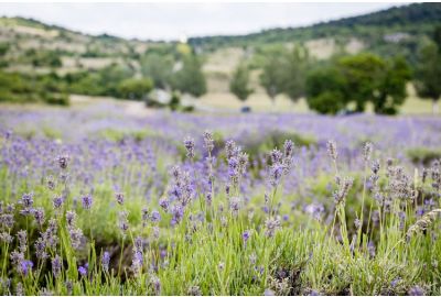 Gifts For Nature Lovers