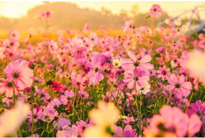 The Language of Flowers